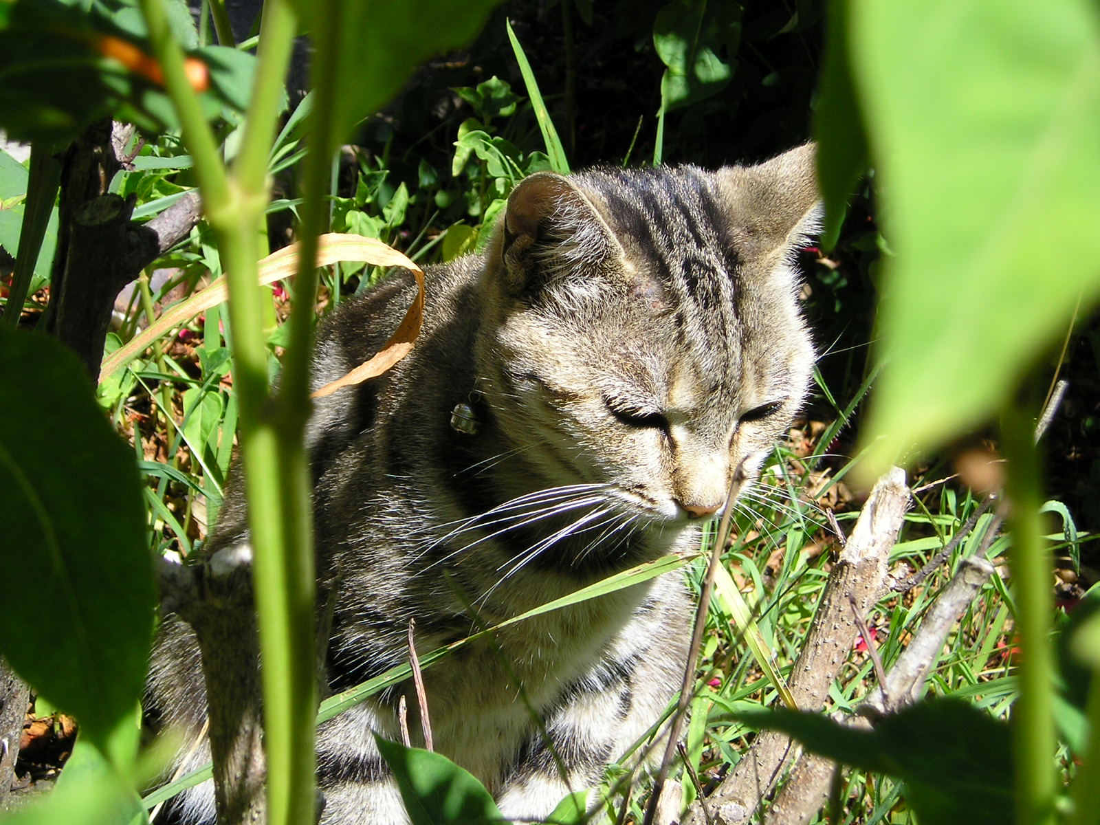 Fonds d'cran Animaux Chats - Chatons myckette