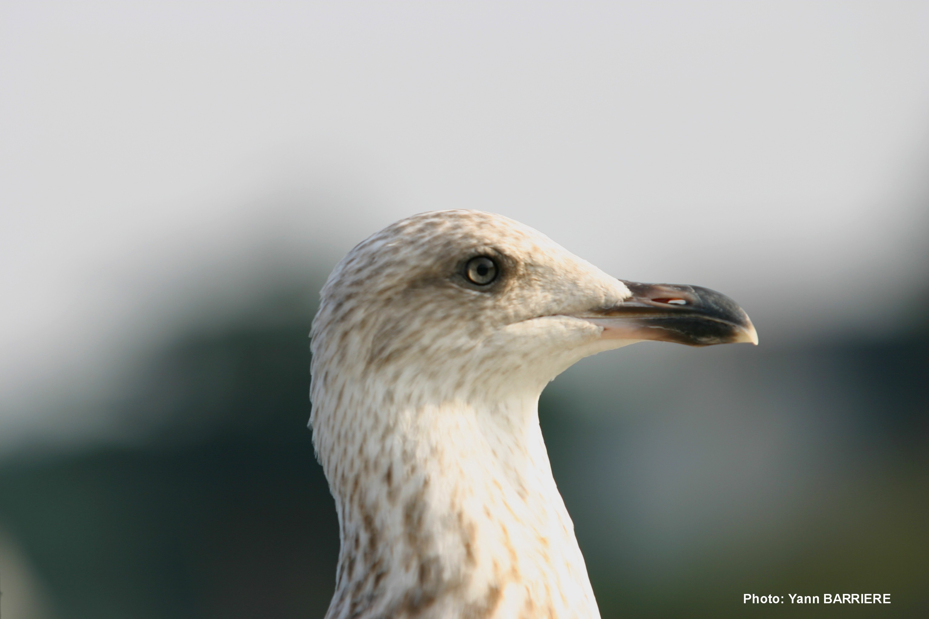 Wallpapers Animals Birds - Ducks goland  Belle-Ile