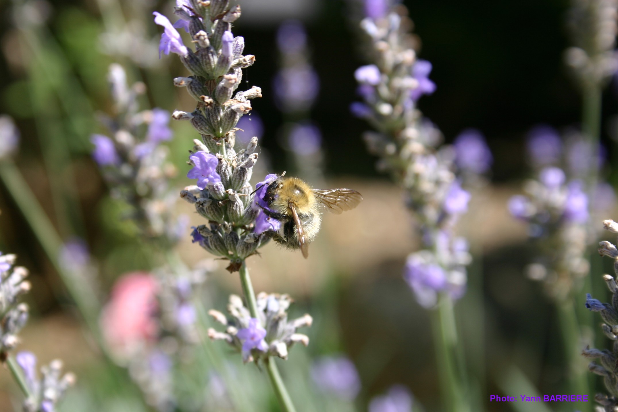 Fonds d'cran Animaux Insectes - Abeilles Gupes ... en rgion parisienne...h oui! ;)