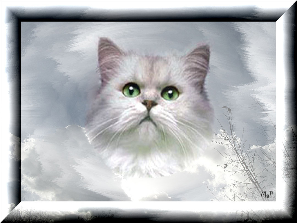 Wallpapers Animals Cats - Kittens Le chat