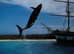 Fonds d'cran Animaux baleine