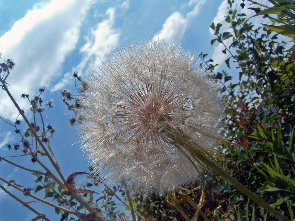 Fonds d'cran Nature Fleurs Soufflez pas trop fort....