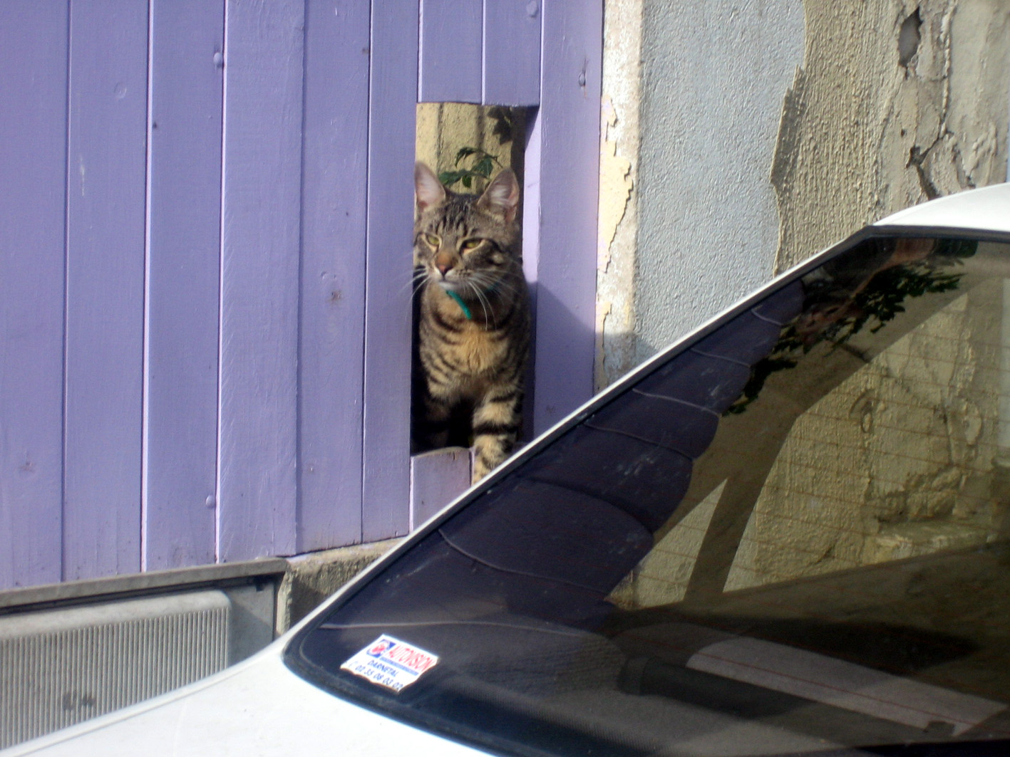 Fonds d'cran Animaux Chats - Chatons vous dsirez????