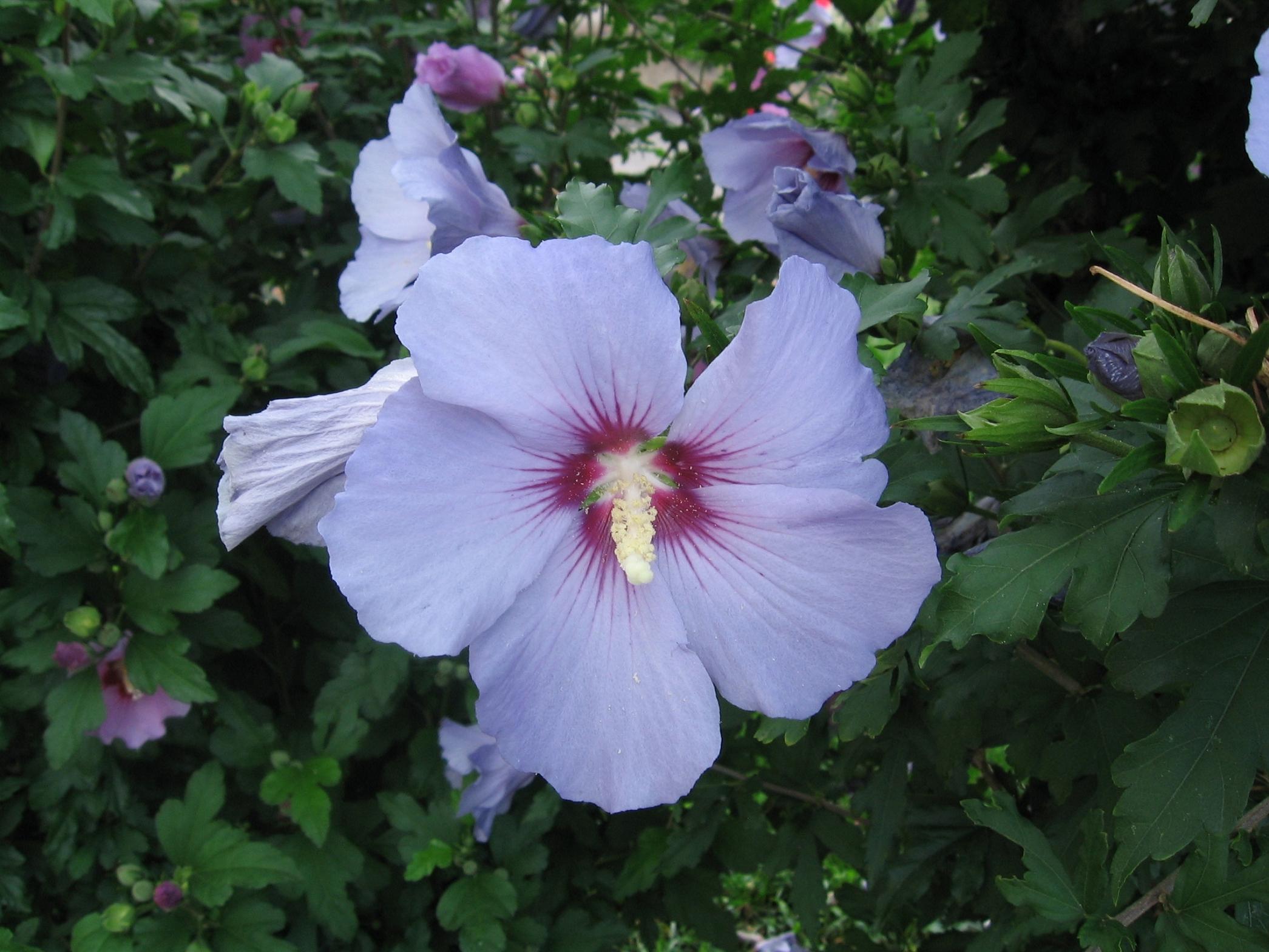 Fonds d'cran Nature Fleurs Hibiscus bleu