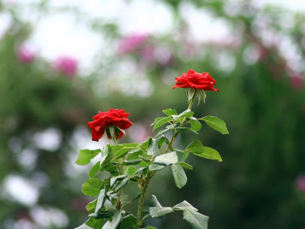 Wallpapers Nature Flowers belles roses