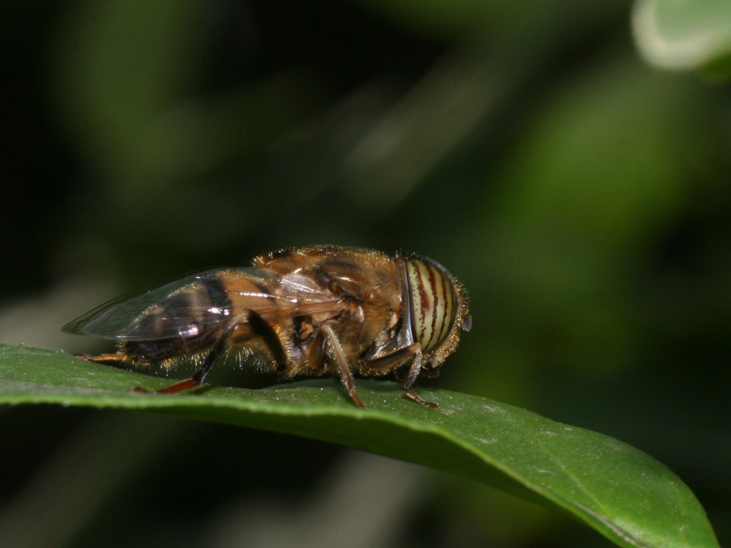 Fonds d'cran Animaux Insectes - Divers insecte sans nom