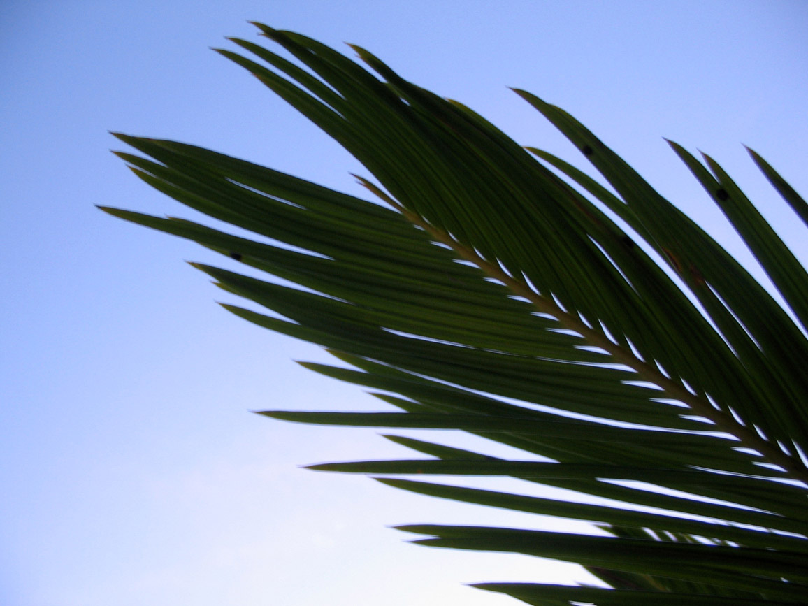 Fonds d'cran Nature Feuilles - Feuillages 