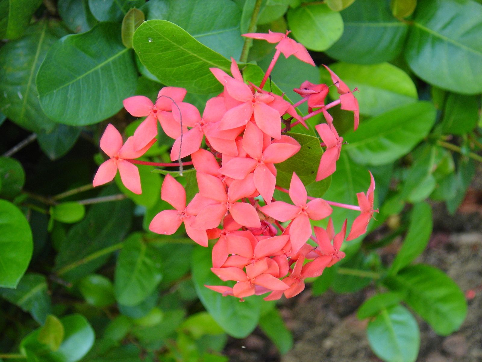 Fonds d'cran Nature Fleurs Fleur de Buisson ardent (Guyane)