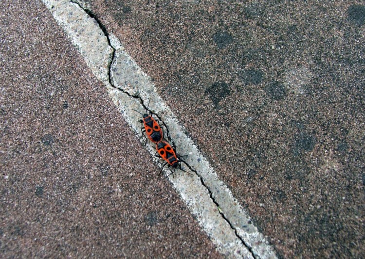 Fonds d'cran Animaux Insectes - Gendarmes Surtout ne pas dpasser la ligne blanche !