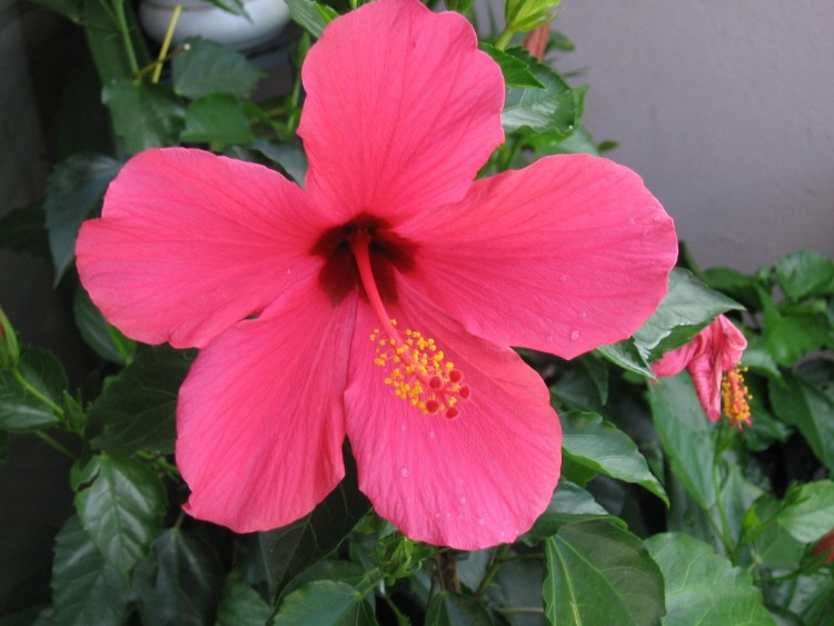 Fonds d'cran Nature Fleurs Hibiscus rouge en plan macro