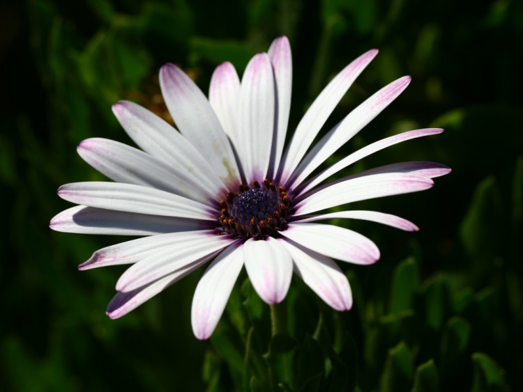 Wallpapers Nature Flowers petite fleur