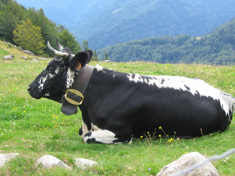 Fonds d'cran Animaux Vaches - Taureaux - Boeufs Vache en plein boulot