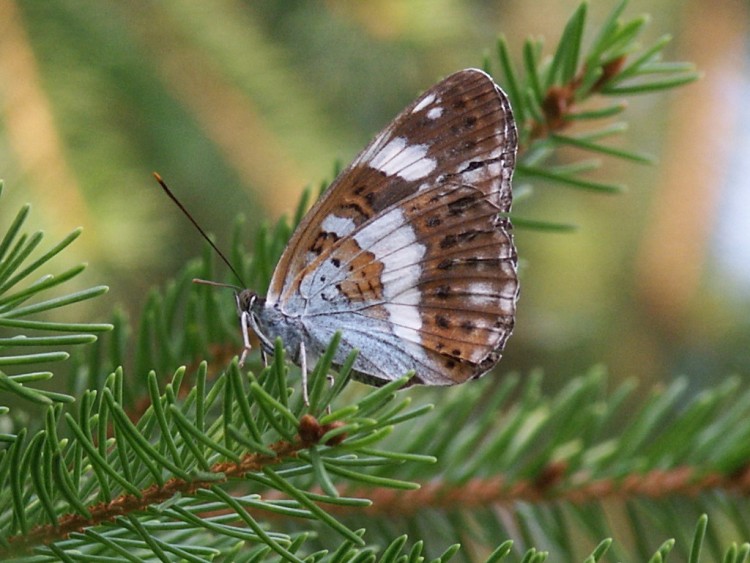 Wallpapers Animals Insects - Butterflies Papillons de face