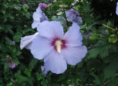 Wallpapers Nature Hibiscus bleu