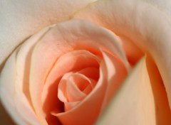 Wallpapers Nature coeur d'une rose