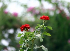 Fonds d'cran Nature belles roses