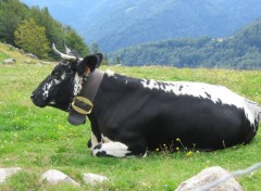 Fonds d'cran Animaux Vache en plein boulot