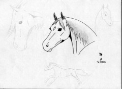 Wallpapers Art - Pencil portrait chevaux n1