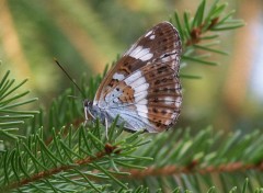 Fonds d'cran Animaux Papillons de face