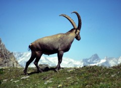 Wallpapers Animals La Vanoise