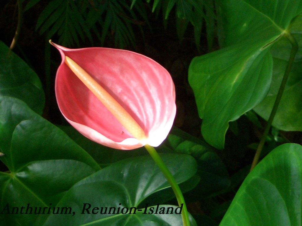 Fonds d'cran Nature Fleurs Anthurium