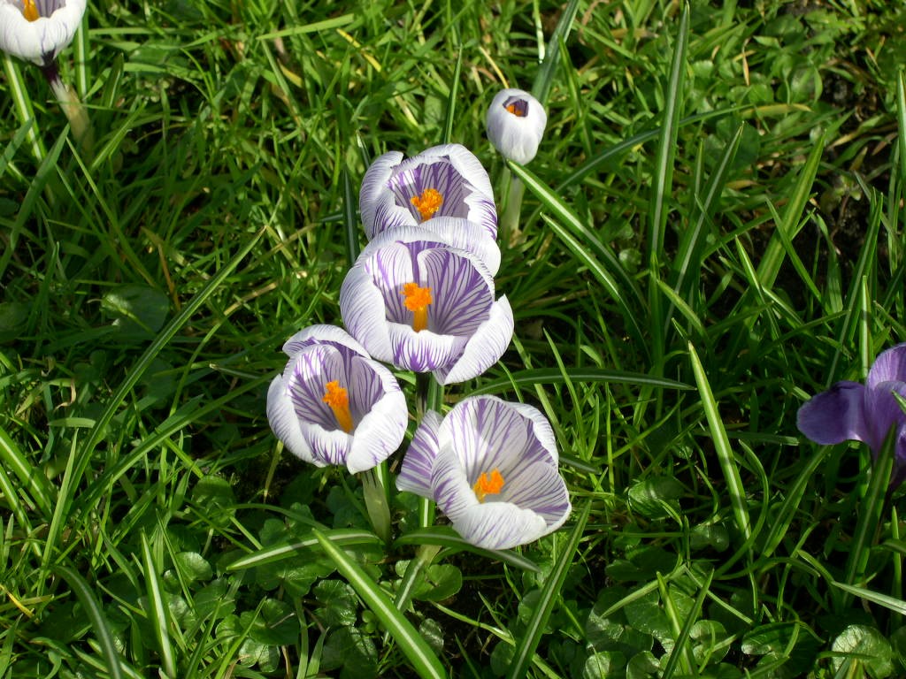 Fonds d'cran Nature Fleurs Crocus de Cambridge