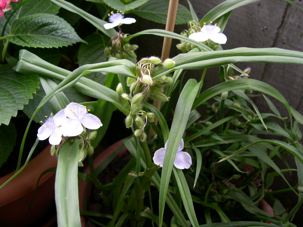 Fonds d'cran Nature Fleurs Ephmre de Virginie