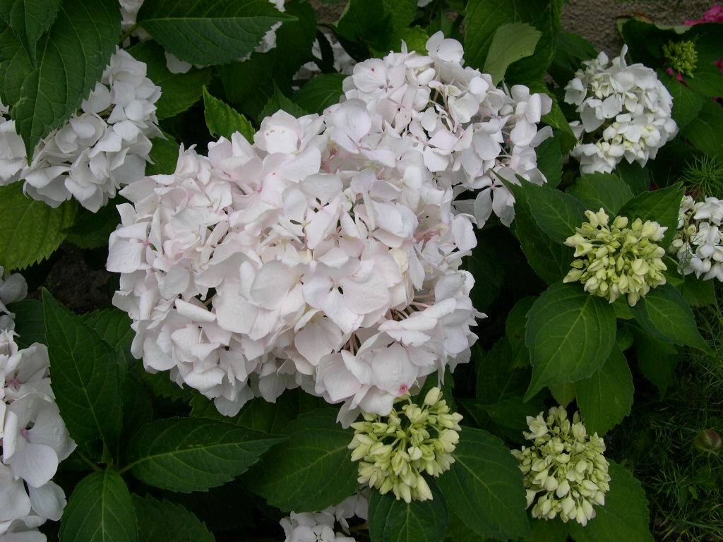 Wallpapers Nature Flowers Hortensia blanc