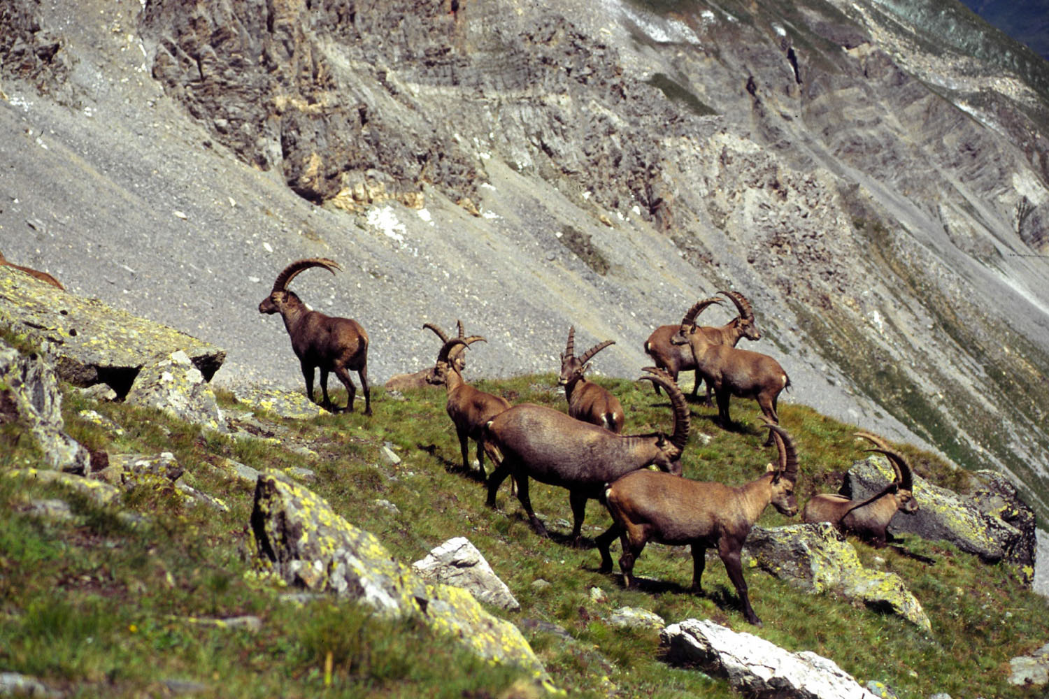 Wallpapers Animals Miscellaneous La Vanoise