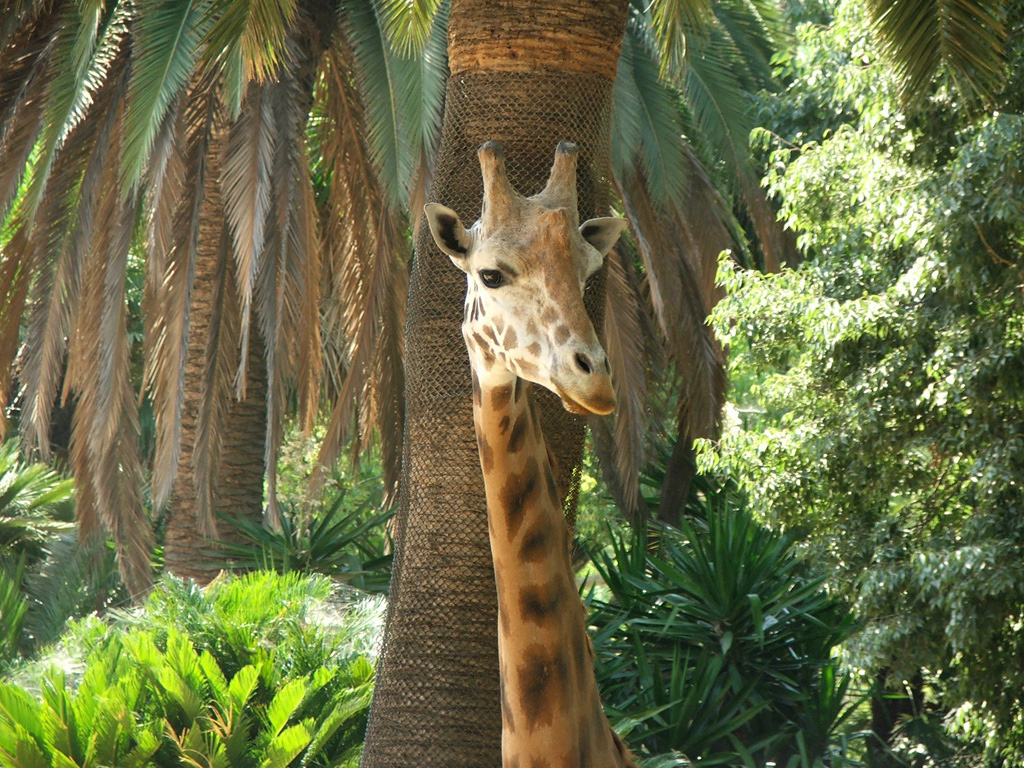 Fonds d'cran Animaux Girafes Girafe