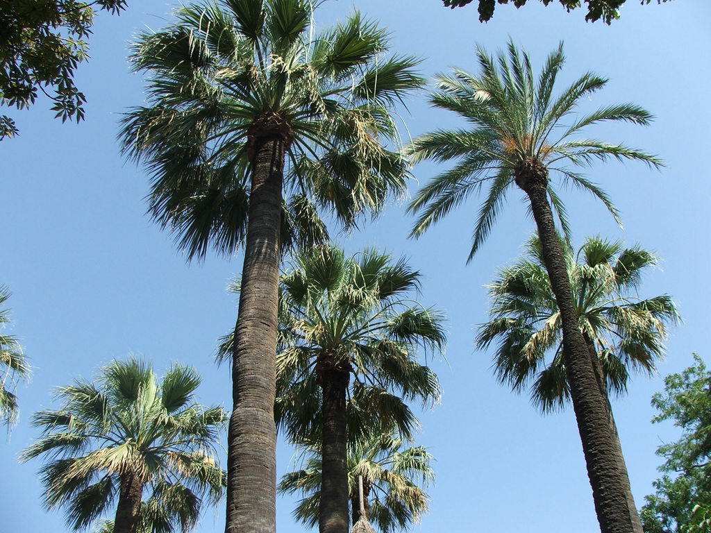 Fonds d'cran Nature Arbres - Forts Palmier