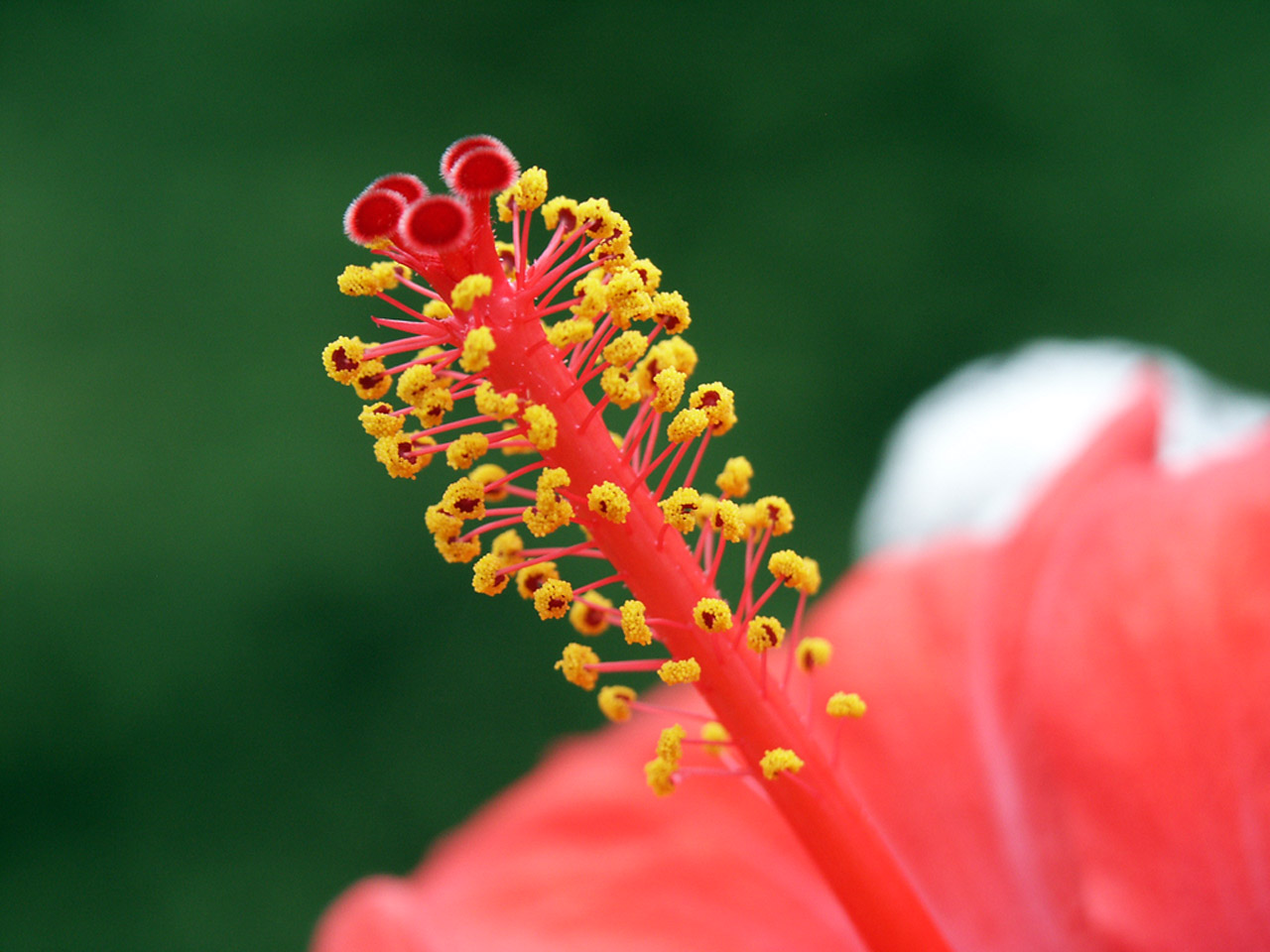 Wallpapers Nature Flowers Fleur d'hibiscus