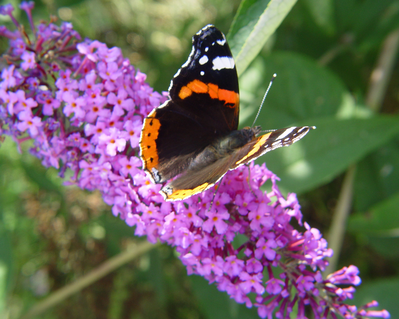 Fonds d'cran Animaux Insectes - Papillons 