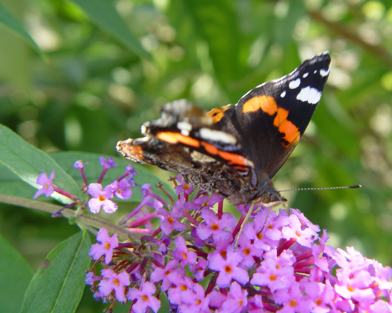 Fonds d'cran Animaux Insectes - Papillons 