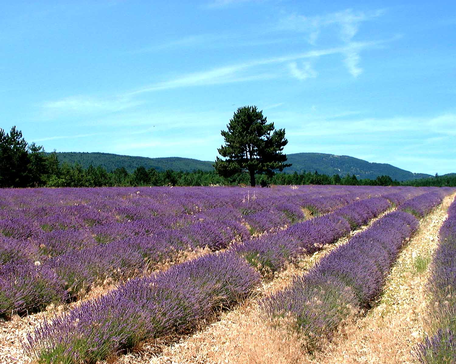 Wallpapers Trips : Europ France > Provence-Alpes-Cte d'Azur Provence- Les Champs de Lavandes