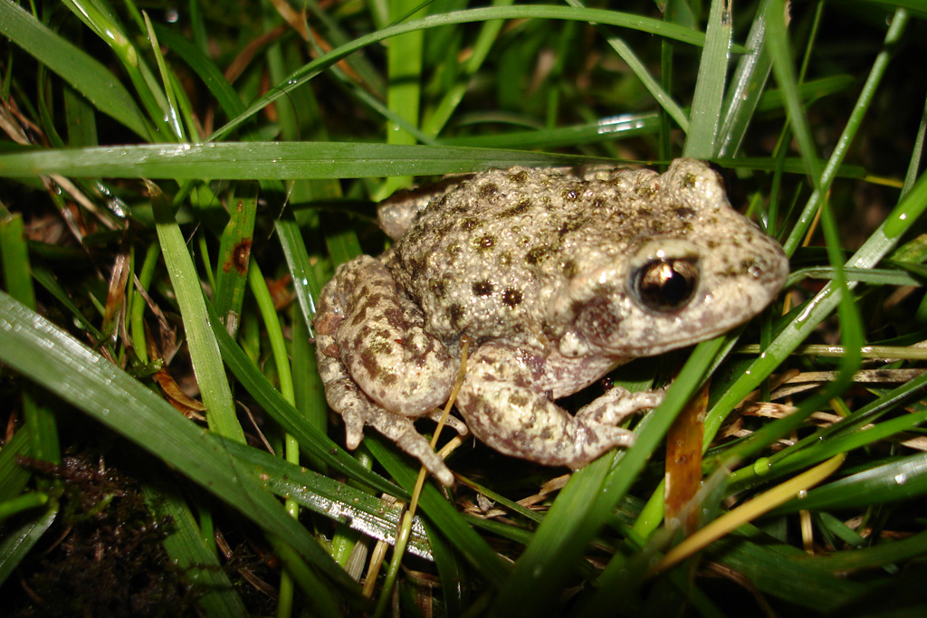 Wallpapers Animals Frogs - Toads Crapeau