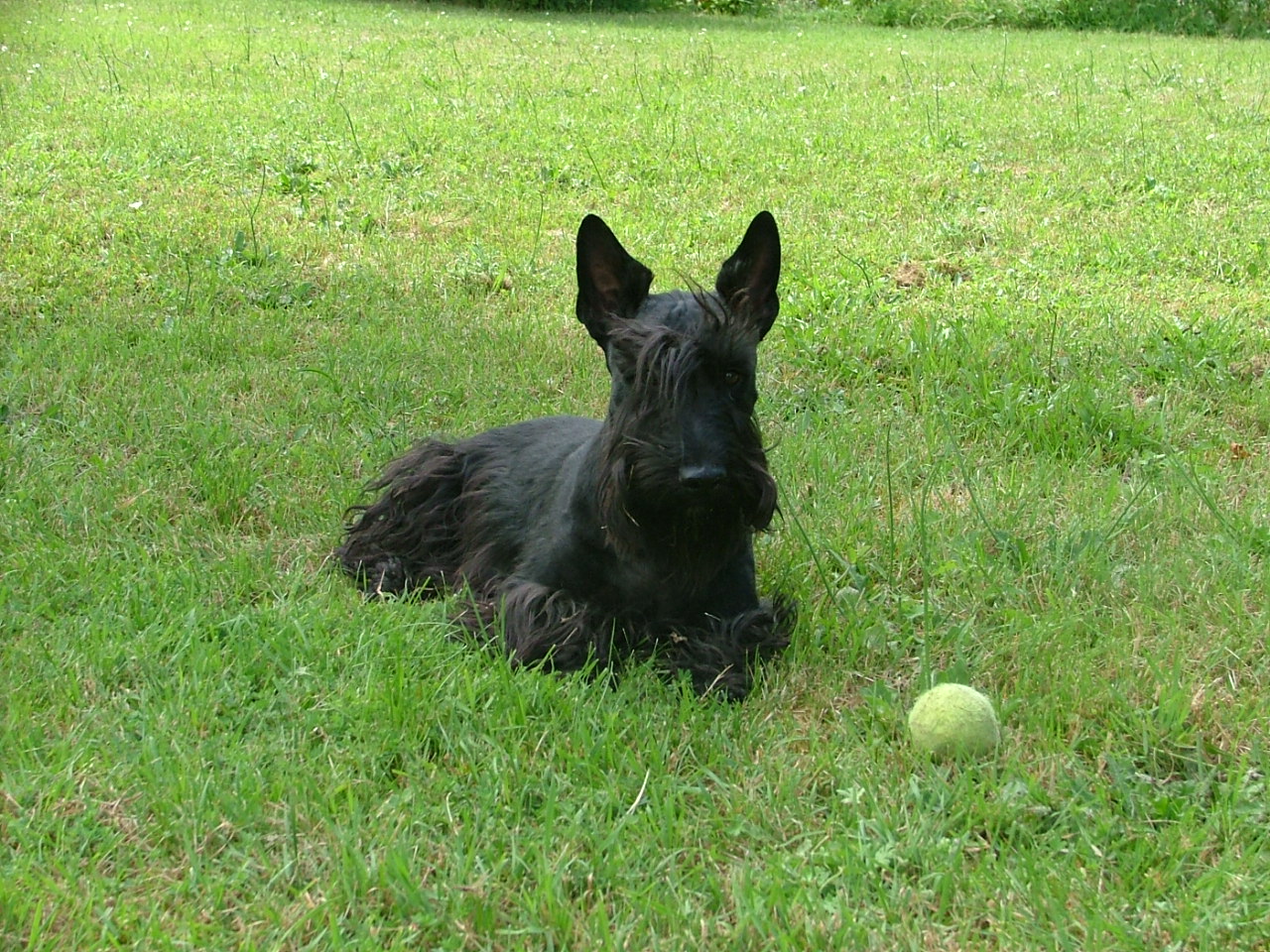 Fonds d'cran Animaux Chiens TERRIER D'ECOSSE...