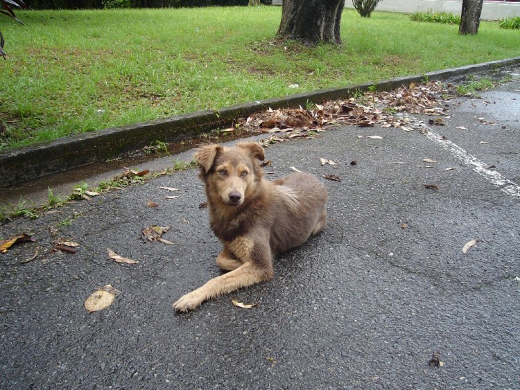 Fonds d'cran Animaux Chiens Chien sauvage