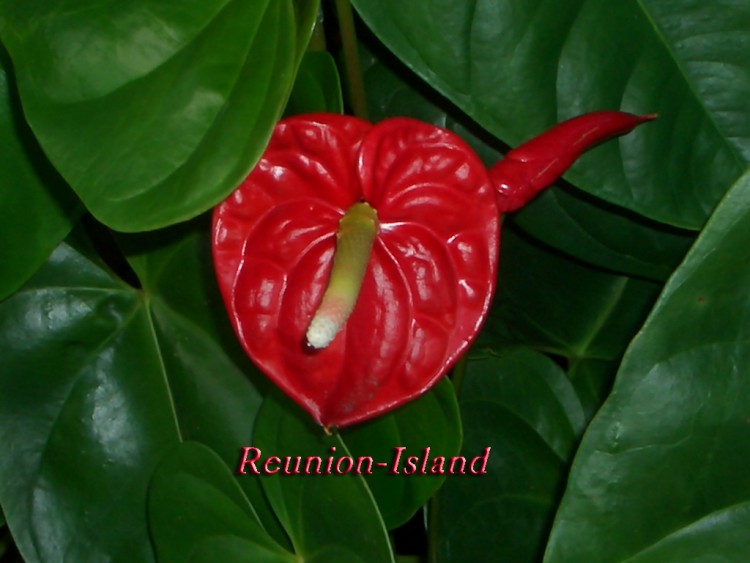 Fonds d'cran Nature Fleurs Anthurium Rouge