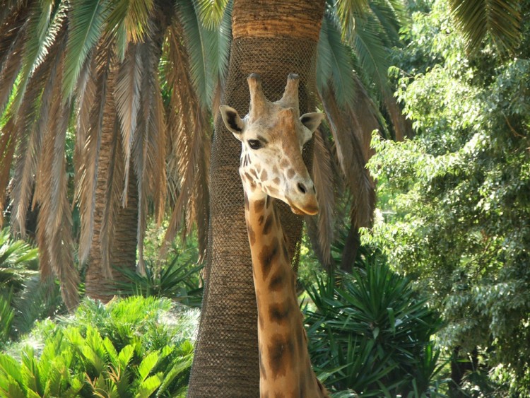 Fonds d'cran Animaux Girafes Girafe