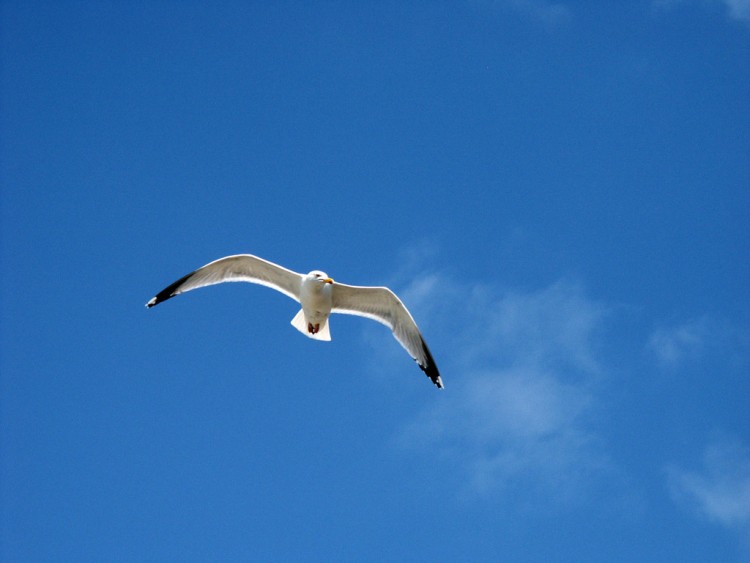 Fonds d'cran Animaux Oiseaux - Canards Mouette des Glnants