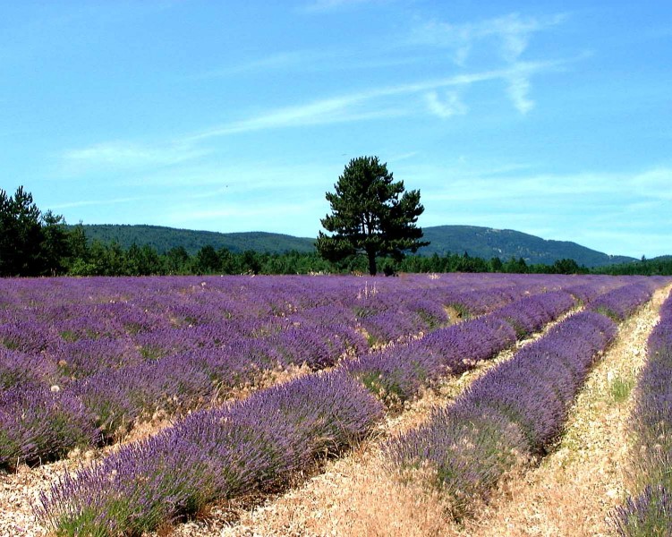 Wallpapers Trips : Europ France > Provence-Alpes-Cte d'Azur Provence- Les Champs de Lavandes