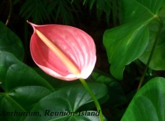 Wallpapers Nature Anthurium