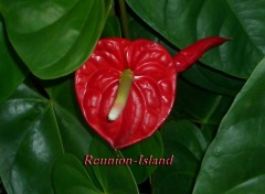 Wallpapers Nature Anthurium Rouge