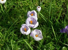 Wallpapers Nature Crocus de Cambridge