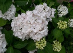 Wallpapers Nature Hortensia blanc