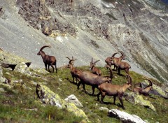 Wallpapers Animals La Vanoise