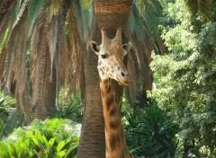 Wallpapers Animals Girafe