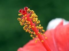 Fonds d'cran Nature Fleur d'hibiscus