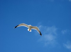 Fonds d'cran Animaux Mouette des Glnants